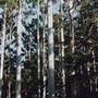 Kempsey State Forests