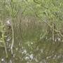 Kooragang Wetlands - Hunter Wetlands National Park