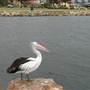 Lake Illawarra & Windang