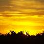 Leeton Shire
