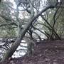 Lane Cove River