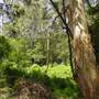 Lane Cove National Park