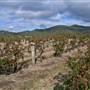 Rosemount Vineyard
