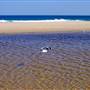 Redhead Beach