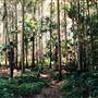 Sugar Creek trail - Wallingat National Park