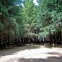 The Firs Picnic Area - Stewarts Brook State Forest