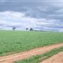 Wheat Crop near Merriwa