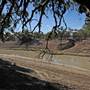 Menindee