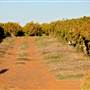 Menindee