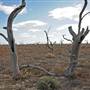Menindee