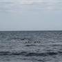 Long Reef Point