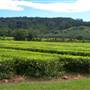 Tea Tree Estate