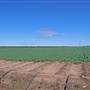 Narrabri
