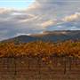 Mudgee Area Vineyards