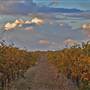 Mudgee Area Vineyards