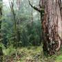 New England National Park