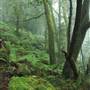 New England National Park