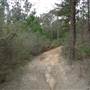 Newnes State Forest