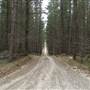 Newnes State Forest