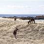 Middle Beach - Mimosa Rocks National Park