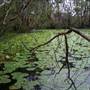 Point Plomer - Limeburners Creek National Park