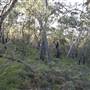 Mount Victoria