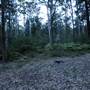 Murphy's Glen campground - Blue Mountains National Park
