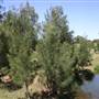 Riverstone Farmland & Eastern Creek