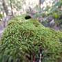 Royal National Park