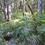 Royal National Park