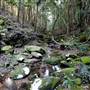 Royal National Park