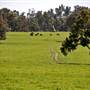 Walcha