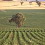 Wheat Crops - North West NSW