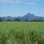 Sugar Cane Fields, Condong