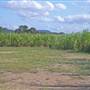 Sugar Cane Fields, Condong