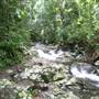 Terania Creek picnic area & Protesters Falls walking track