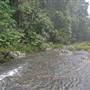 Terania Creek picnic area & Protesters Falls walking track