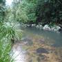 Terania Creek picnic area & Protesters Falls walking track