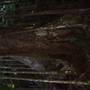 Terania Creek picnic area & Protesters Falls walking track