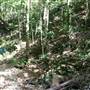 Upper Crystal Creek