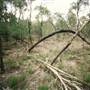 Parkes