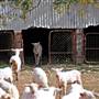 Sheep Station