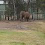 Taronga Western Plains Zoo - Dubbo
