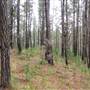 Penrose State Forest - Southern Highlands