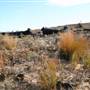 Penrose State Forest - Southern Highlands
