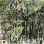 Robertson - Southern Highlands