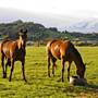 Robertson - Southern Highlands