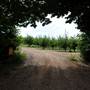 Wilgro Orchard