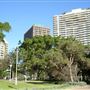 Hyde Park and Archibald Fountain - Sydney CBD