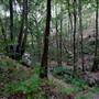 Red Cedar Flat picnic area